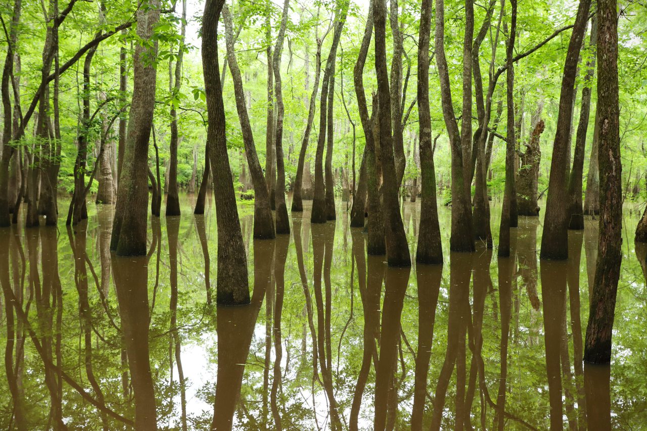 Big Thicket National Preserve
